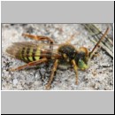 Nomada lathburiana - Wespenbiene m12.jpg